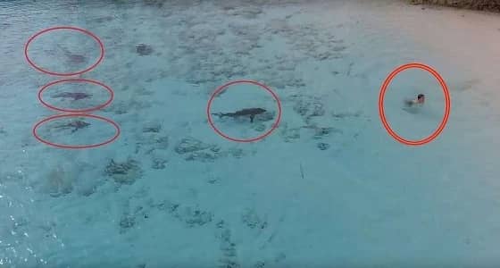 بالفيديو.. انقاذ طفل من هجوم 4 أسماك قرش في اللحظات الأخيرة