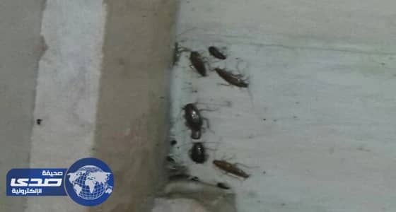 تسمم 3 أشخاص بعد تناولهم " شاورما " في مطعم بالطائف