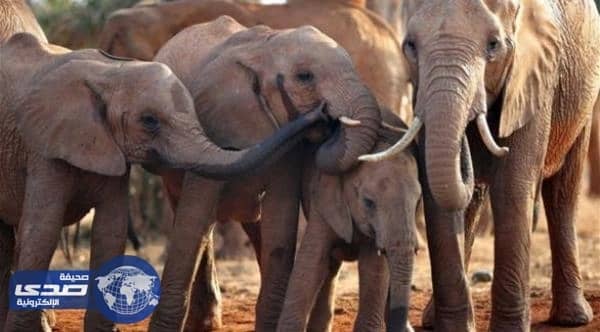 بالفيديو.. فيل يُمارس كرة القدم في شارع بالهند