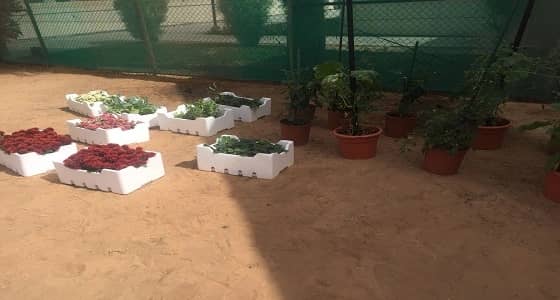 مجمع الأمل بالرياض ينفذ المرحلة الثانية من برنامج التأهيل بالزراعة