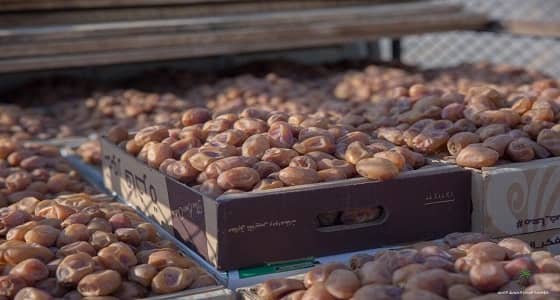 " تمور الخلاص " يحتل المرتبة الأولى لأعلى أشجار النخيل عددا في المملكة