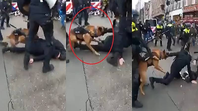 شاهد..الشرطة الهولندية تطلق الكلاب ضد المتظاهرين ولا عزاء لحقوق الإنسان