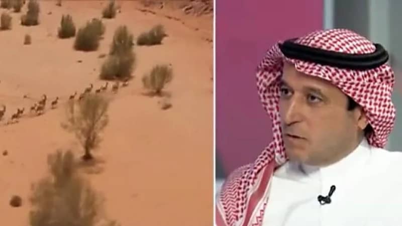 البوق: أطلقنا أكثر من 1200 كائن فطري لـ بيئته الطبيعية في الفترة الماضية (فيديو)