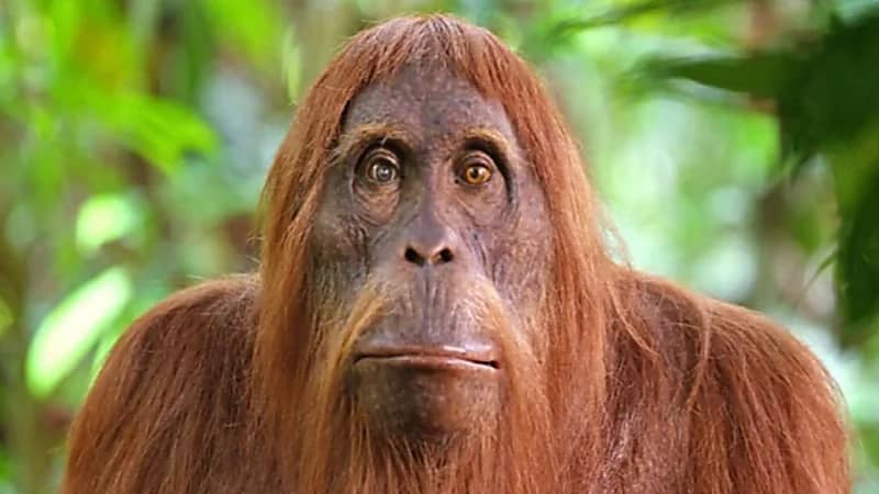 إنسان الغاب يثير الدهشة ويدخن السجائر داخل قفصه بحديقة حيوان