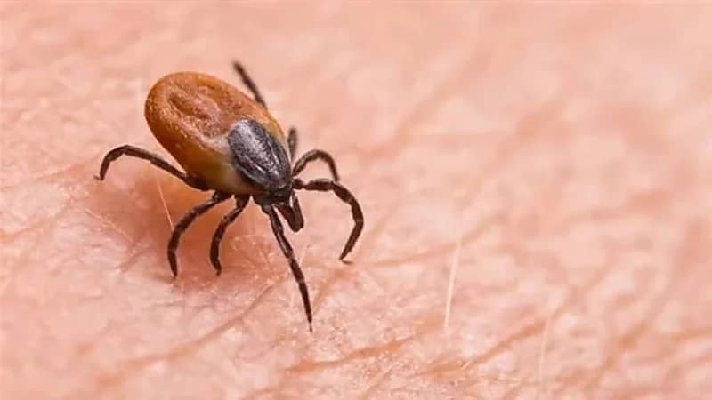 أعراض خطيرة يسببها فيروس بواسان
