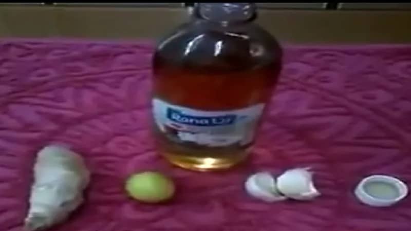 "النمر": خلطة الزنجبيل تزيد مضاعفات الجلطة