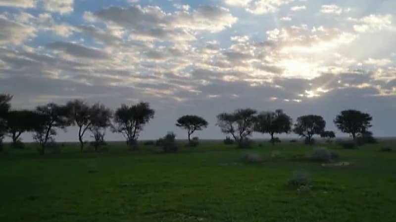 محمية الإمام تركي بن عبدالله الملكية تسهم بزيادة الغطاء النباتي 6.5 ٪؜