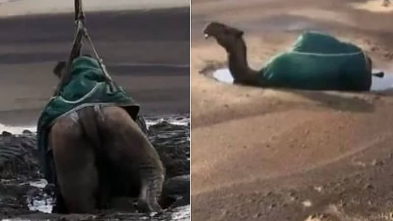 لحظة إنقاذ ناقة بعدما علقت وسط بقعة نفط بجانب خزانات رحية .. فيديو