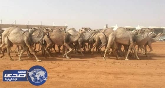 استعراض7 منقيات من الإبل في لوني " الشقح والحمر " بفئة 100 في مهرجان المزاين