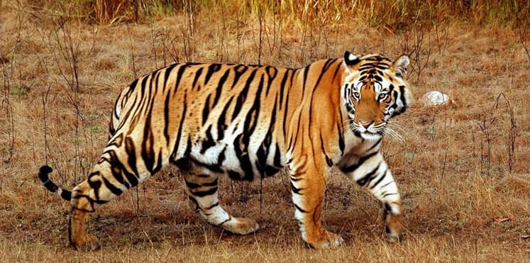 بالفيديو ..هجوم شرس لنمور على رجل أمام زوجته وابنته