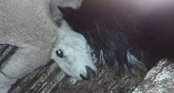 بالصور..ضبط مركبة تابعة لإحدى الملاحم تحمل أغنامًا نافقة في " بيشة "