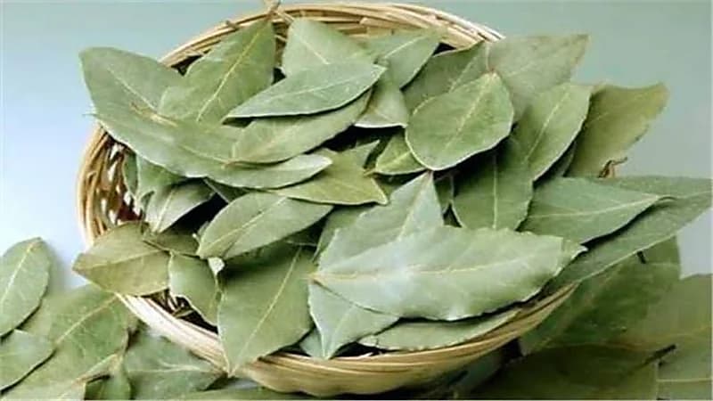 رحيل نجم الهلال رغم العديد من المغريات