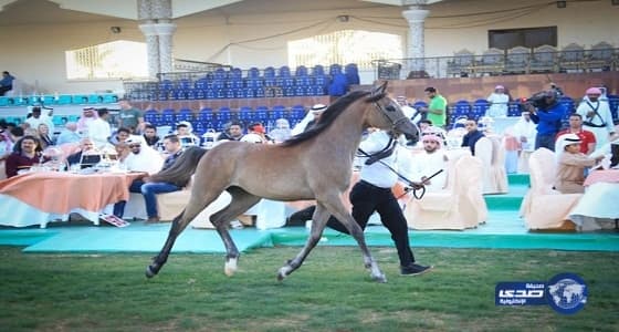 محكمة التنفيذ بجدة تبيع 29 جوادًا بمزاد علني لسداد 1.5 مليون ريال مديونية على مواطن