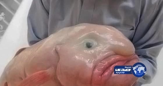 «الثروة السمكية» يبحث أسباب نفوق «الضلعة» بالشرقية