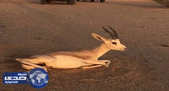 بالفيديو.. مخالفون يطلقون النار على " ظبي " بالمويه