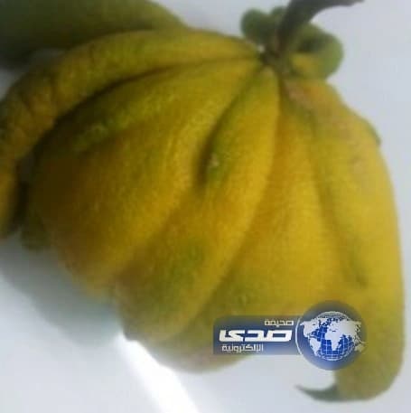 بالفيديو والصور.. سعوديَّان يعتديان بالضرب على سائق "ليموزين" بالرياض