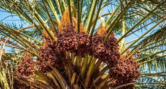 1.2 مليون نخلة تزيّن أرجاء محافظة بيشة