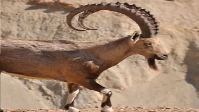 60 ألف ريال عقوبة صيد الوعل الجبلي