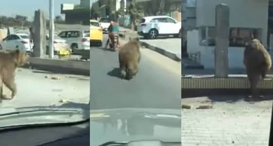 بالفيديو.. دب يثير ذعر المواطنين بتجوله في طريق عام