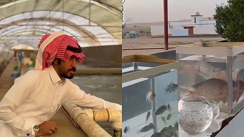 سمكة حائل الذهبية تضع المنطقة على خريطة تصدير الأسماك .. فيديو