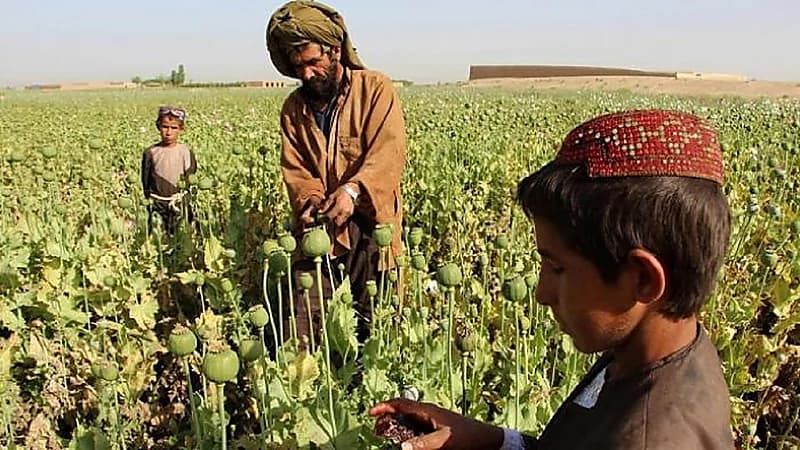 "طالبان" تحظر زراعة الحشيش في أفغانستان