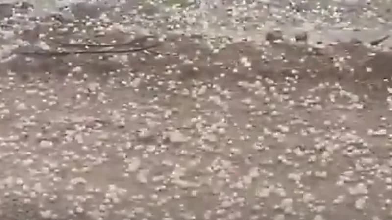 بردية كثيفة تغطي وادي جليل في الطائف.. فيديو