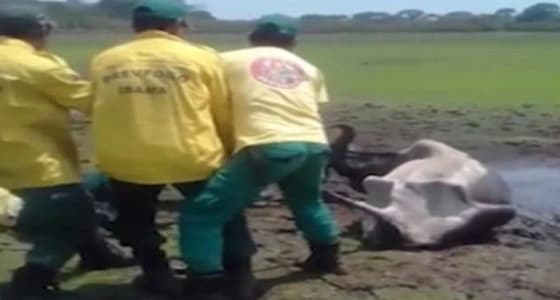 بالفيديو.. انقاذ عجل من فك تماسيح جائعة