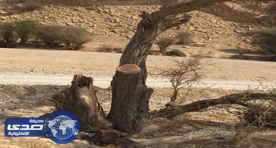 بالصور.. البيئة والشرطة يطيحان بالمعتدين على منتزه وثيلان الوطني