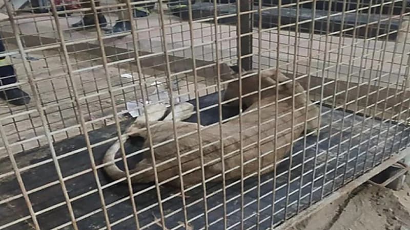 تفاصيل السيطرة على أسد طليق في أحد أحياء الرياض