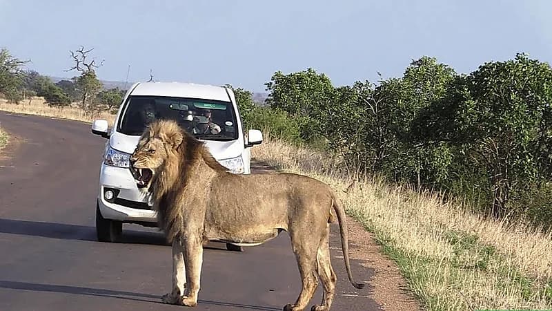 فيديو.. أسد يهرب من صاحبه ويتجول في الشوارع