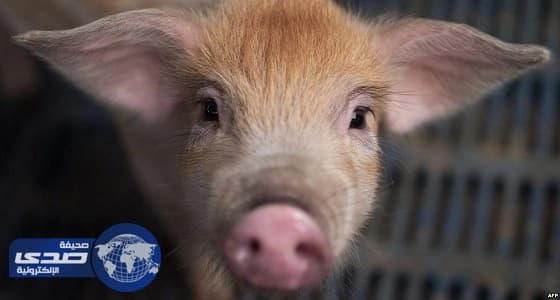 تقنية جديدة تسمح بزراعة أعضاء خنازير في جسم الإنسان