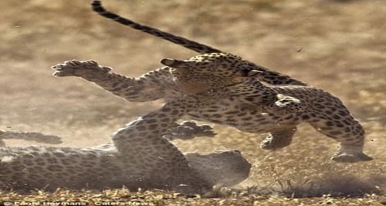 بالصور.. معركة عنيفة بين فهدين بجنوب أفريقيا