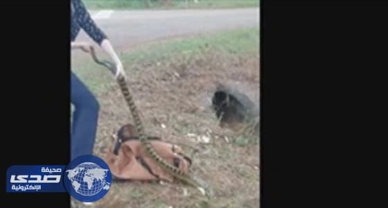 بالفيديو.. شرطية تمسك بثعبان اناكوندا بشجاعة