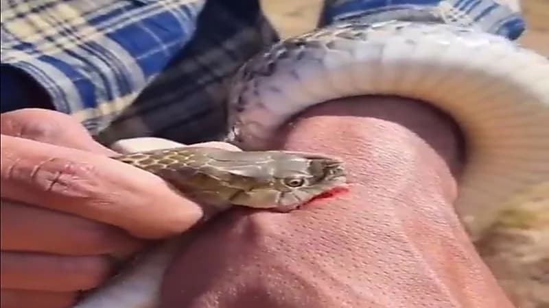 شاهد.. مختص بإمساك الثعابين يشرح طريقة الإمساك و فجأة عضّه ثعبان