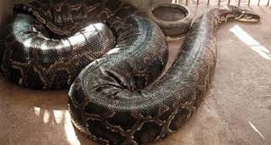 بالفيديو.. حارس مدرسة يقتل ثعبانا ضخما بعد تعذيبه