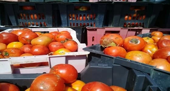 بالصور.. اتلاف طن من الطماطم الفاسدة بـ " أبوعريش "