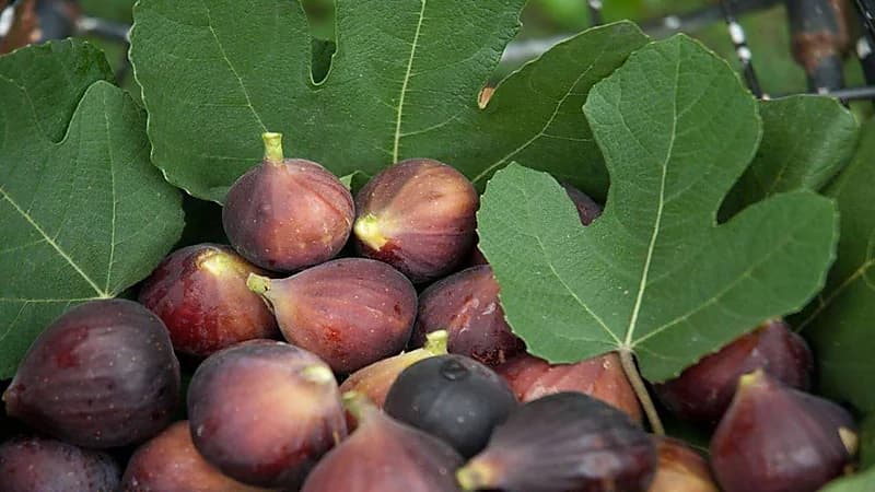 فوائد تناول التين يوميًا