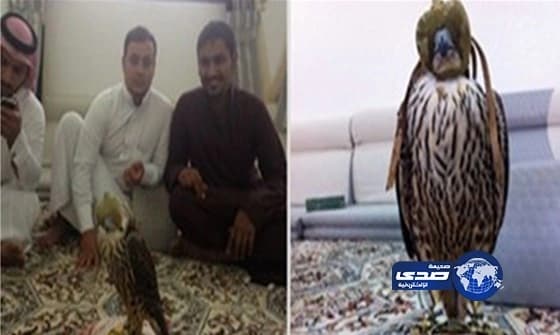 اصطياد شيهانة بالحدود الشمالية متوقع لها ان تباع بأكثر من المائة الف ريال