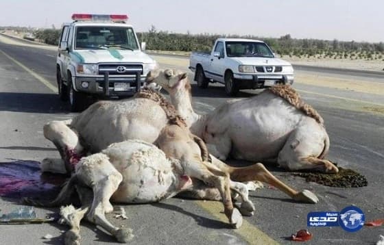 شاحنة تقتل 12 ناقة في الأسياح