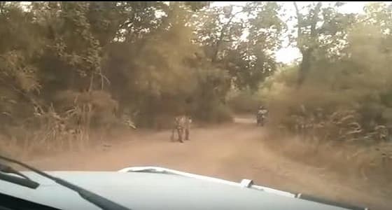 فيديو مروع لراكب دراجة يتحدى نمر قطع الطريق العام