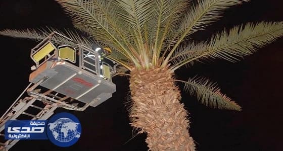 بالصور.. مدني تبوك ينقذ قطة علقت بين فروع نخلة