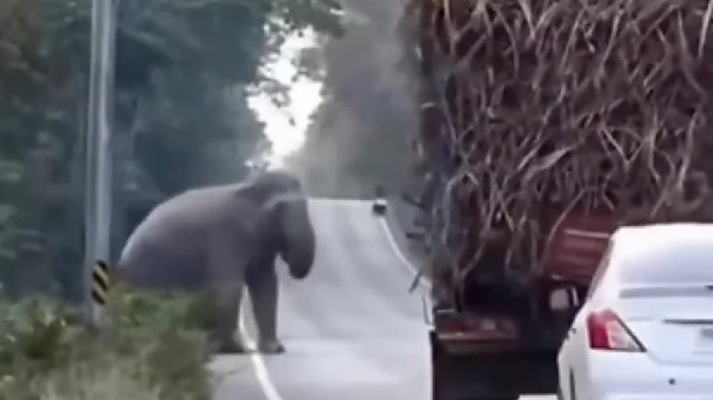 فيل يعترض شاحنات قصب السكر ليأخذ "حصته"