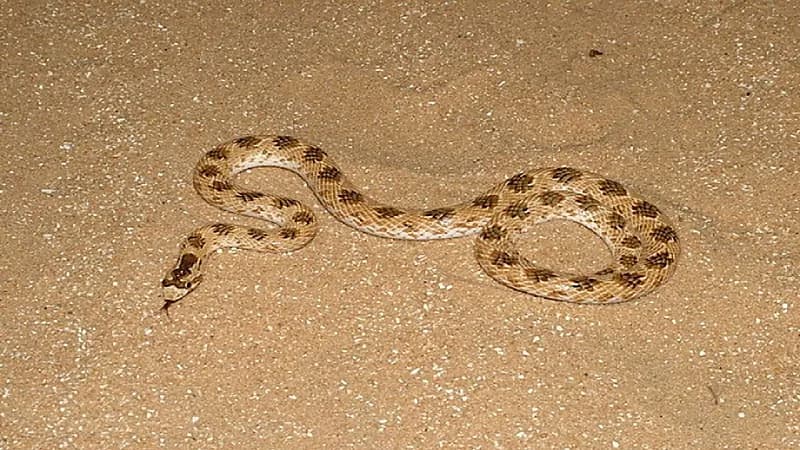 السيول تتسبب في خروج الثعابين من جحورها