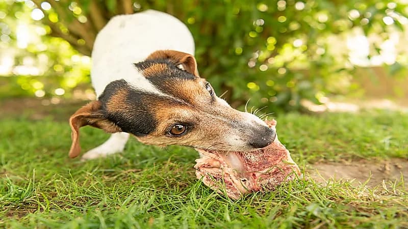 شاب يقتل أسرته ويُطعم أشلائهم للكلاب