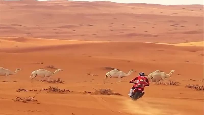 فهد بن حثلين ينصح المتسابقين في رالي دكار بالعبور من خلف الإبل (فيديو)