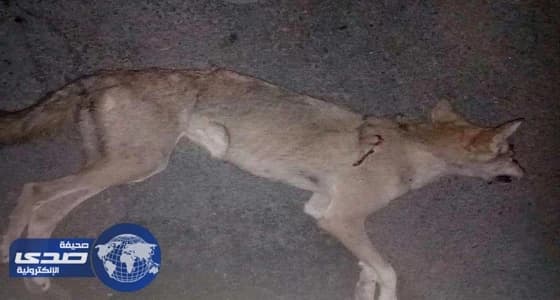 سبعينية تنجو من مهاجمة ذئب لها بمنزلها في الطائف