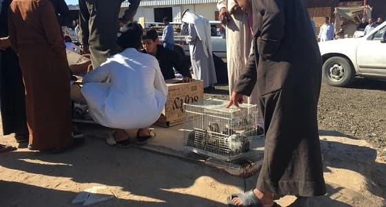إغلاق أسواق الطيور العشوائية في الدوادمي