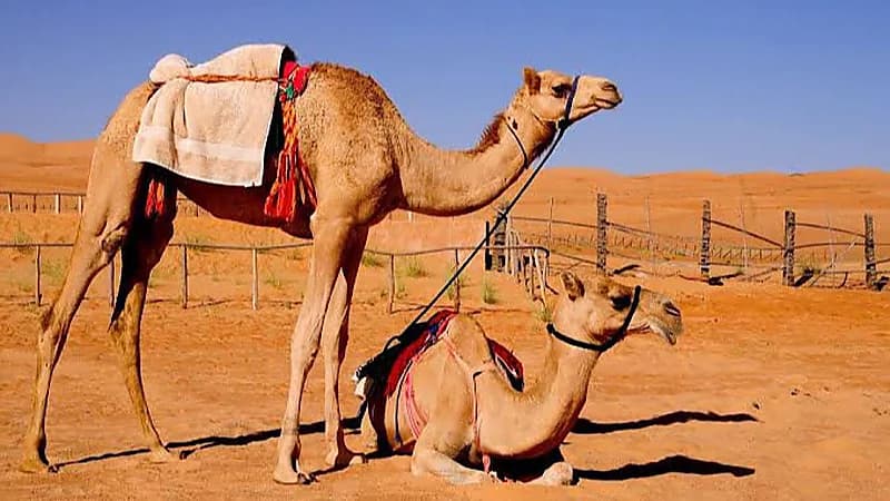 " أخصائي " : بول البعير يحتوي على كمية عالية من السموم