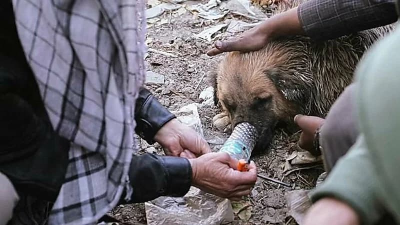 بالصور.. كلاب يتعاطون الهيروين
