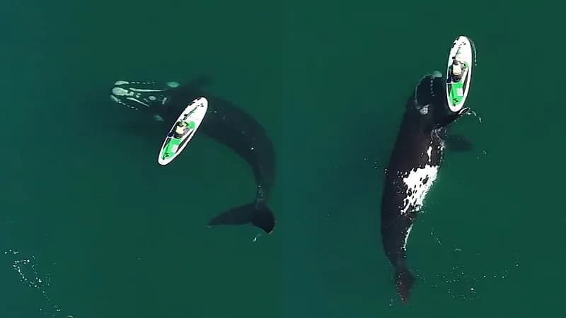 شاهد.. حوت ضخم يدفع لوح تجديف لفتاة للعب معها